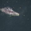 We Now Know What Killed This Beautiful Right Whale